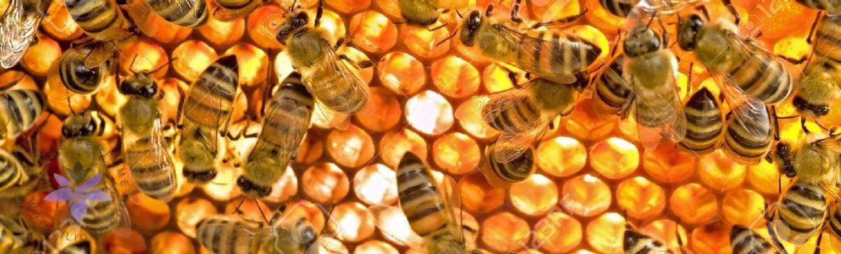 رایحه مشک، عنبر و رایحههای حیوانی - MUSK, AMBER, ANIMALIC