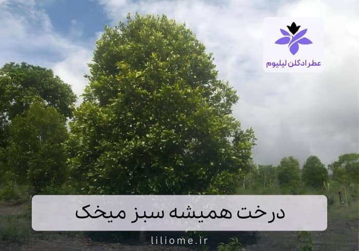 فروشگاه عطر ادکلن لیلیوم
